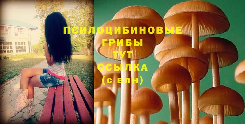 цены   Суворов  Галлюциногенные грибы Psilocybine cubensis 